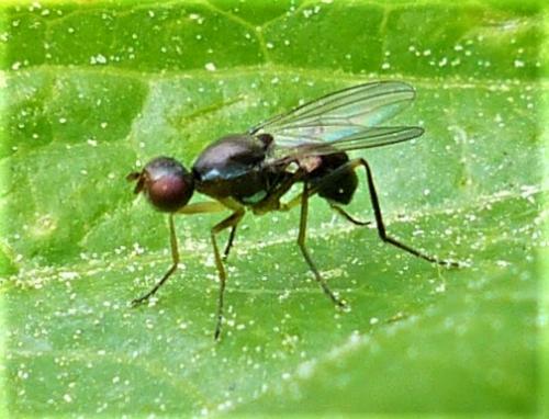 Nemopoda nitidula