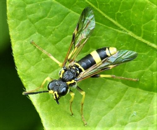 Tenthredo sp.