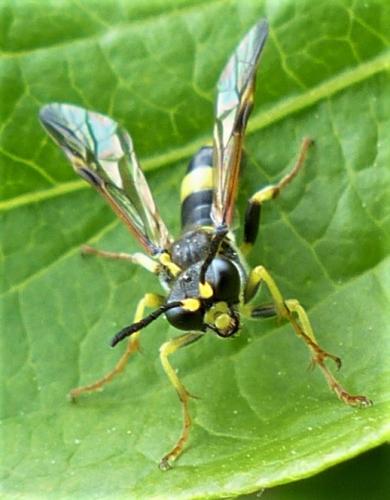 Tenthredo sp.
