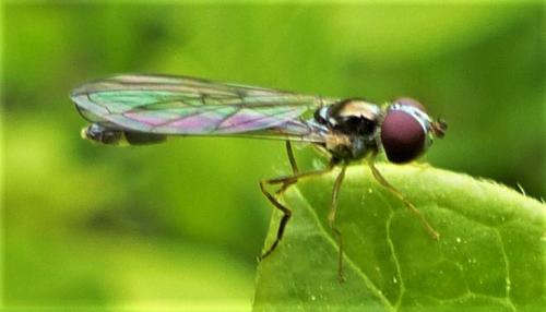 Baccha elongata