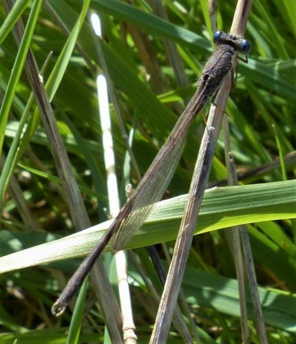 Sympecma fusca