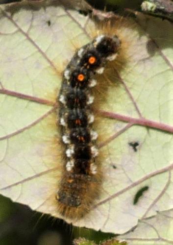 Euproctis chrysorrhoea
