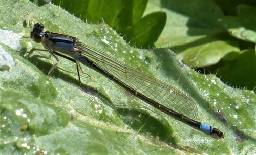 Ischnura elegans