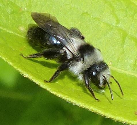 Andrena cineraria