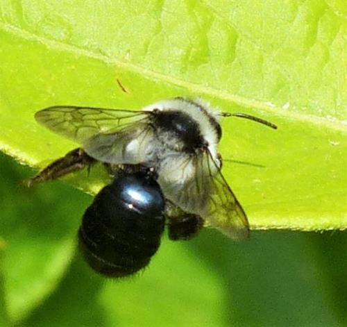 Andrena cineraria