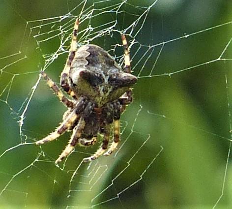 Araneus angulatus