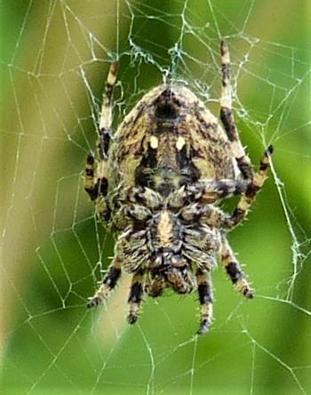 Araneus angulatus
