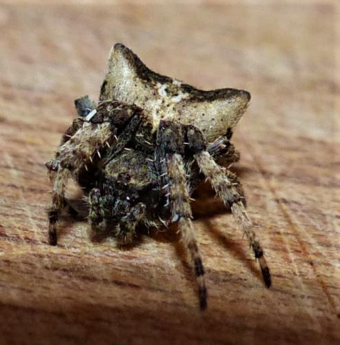 Araneus angulatus