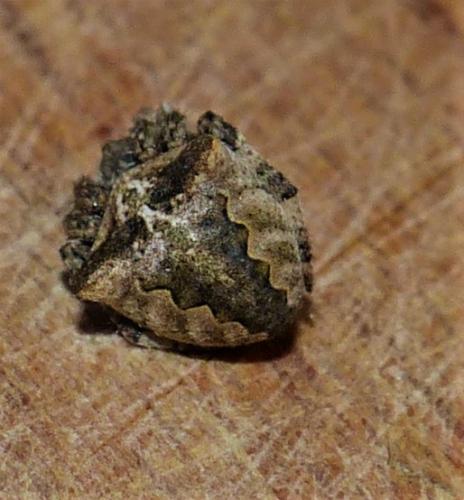 Araneus angulatus