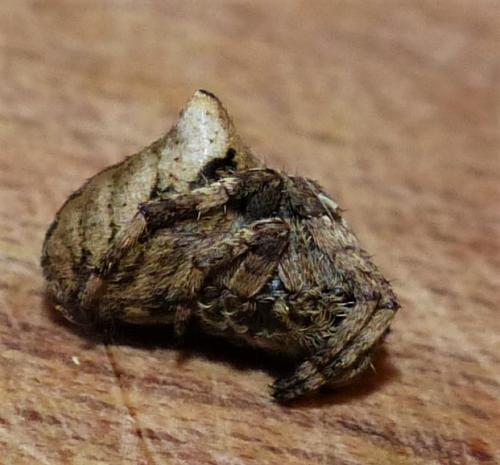 Araneus angulatus