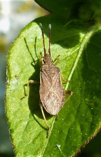 Réf. 228 193 : Ceraleptus sp.