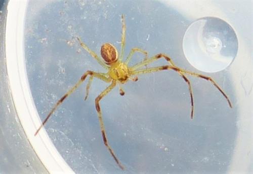 Réf. 228 575 : Diaea dorsata