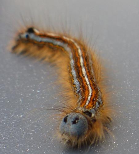 Malacosoma neustria