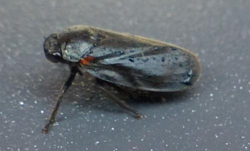 Cercopis sp.