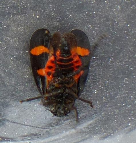 Cercopis sanguinolenta