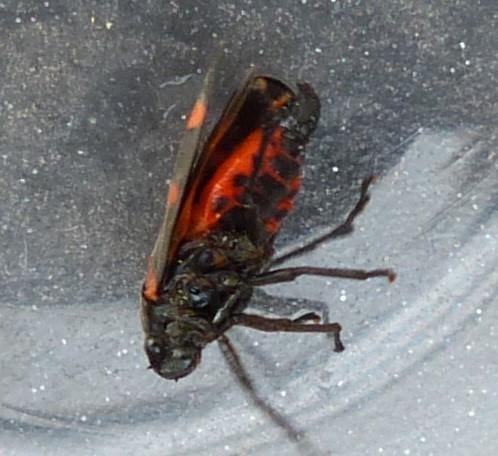 Cercopis sanguinolenta