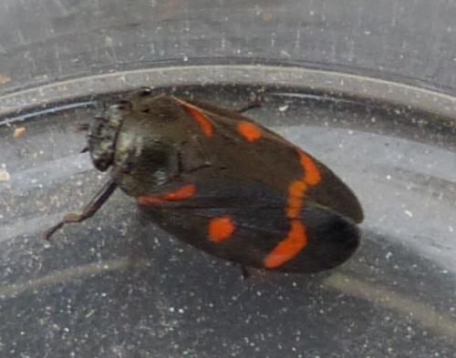 Cercopis sanguinolenta