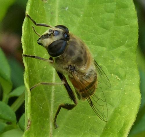 Réf. 228 424 : Eristalis tenax