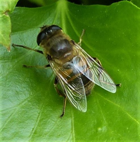 Eristalis tenax