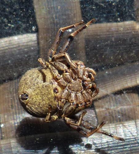 Xysticus sp.