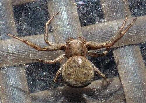 Xysticus sp.