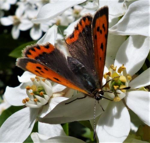 Lycaena phlaeas