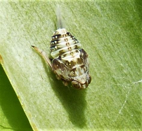 Issus coleoptratus