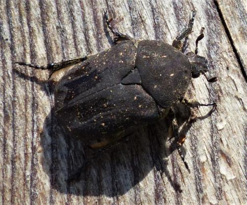 Réf. 228 704 : Netocia morio