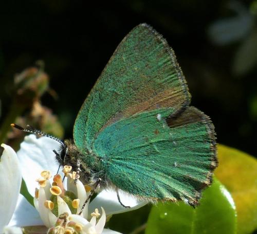 Réf. 228 956 : Callophrys rubi