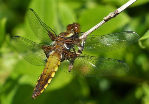 Réf. 228 878 : Libellula depressa