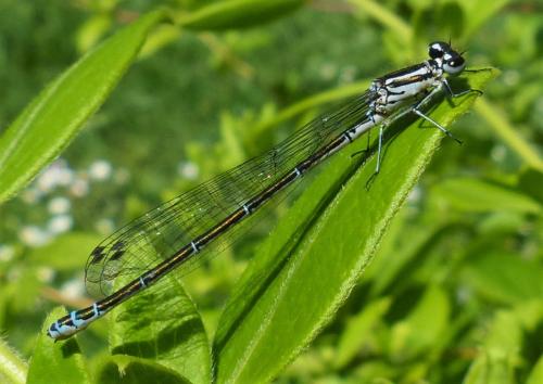 Coenagrion puella