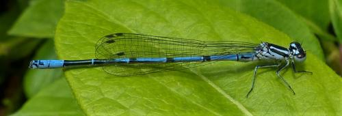 Réf. 228 924 : Coenagrion puella