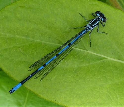 Coenagrion puella