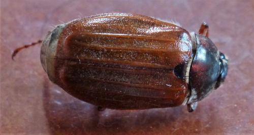 Melolontha melolontha