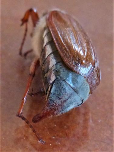 Melolontha melolontha