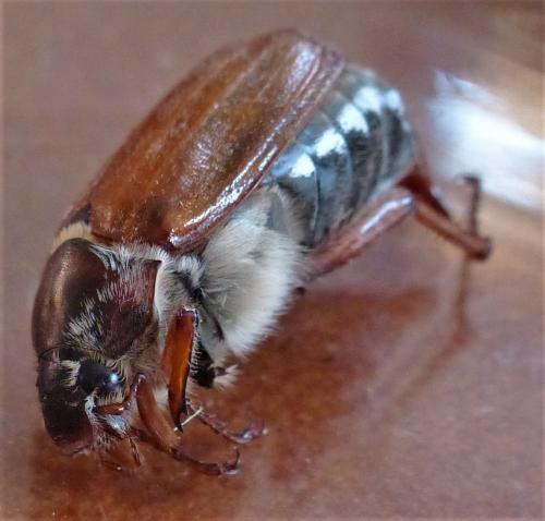 Melolontha melolontha