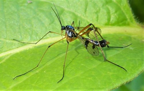 Ptychoptera contaminata