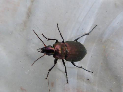 Réf. 228 362 : Poecilus versicolor