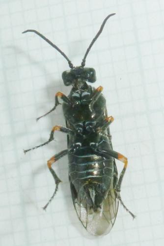 Dolerus gonager