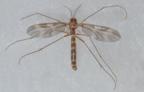 Ditomyia fasciata