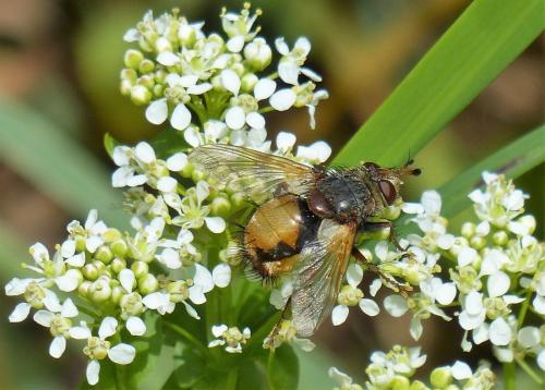 Réf. 228 941 : Tachina fera