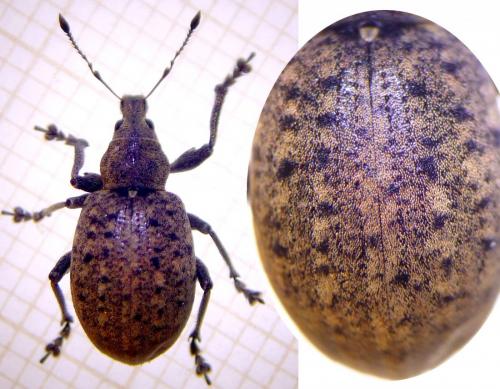 Liophloeus tessulatus