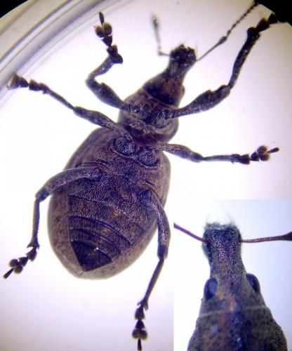 Liophloeus tessulatus