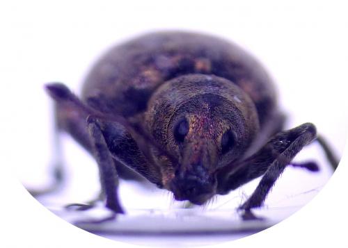 Liophloeus tessulatus