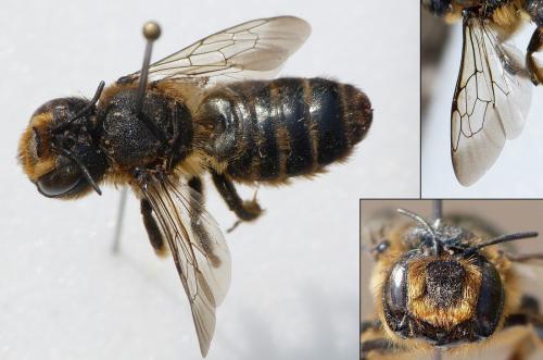 Réf. 228 129 : Lithurgus cornutus
