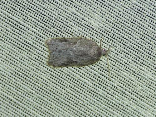 Acleris sp.