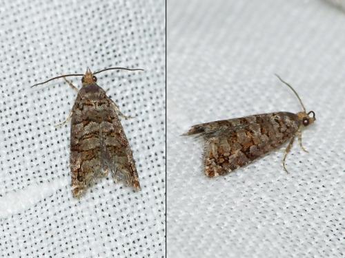 Réf. 228 451 : Gravitarmata margarotana