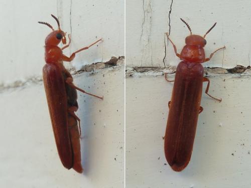Elateroides dermestoides