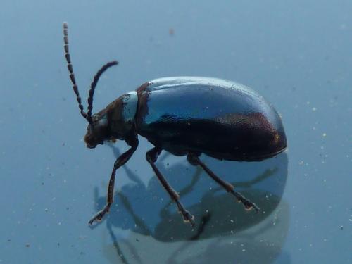 Agelastica alni