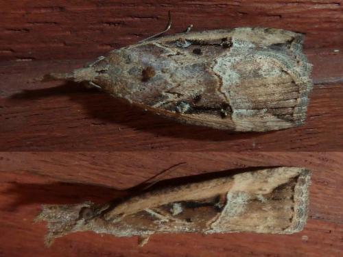Réf. 228 412 : Hypena rostralis